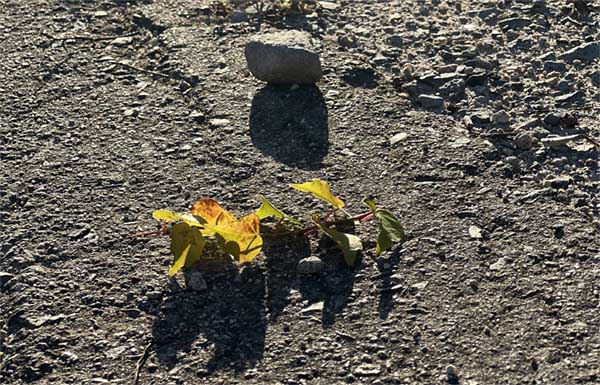 구 서경주역 앞 버려진 역과 같은 나무잎