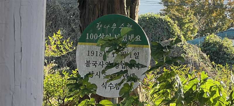 불국사역 향나무