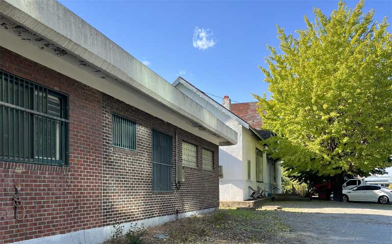 폐역된 건천역 앞 큰 은행나무